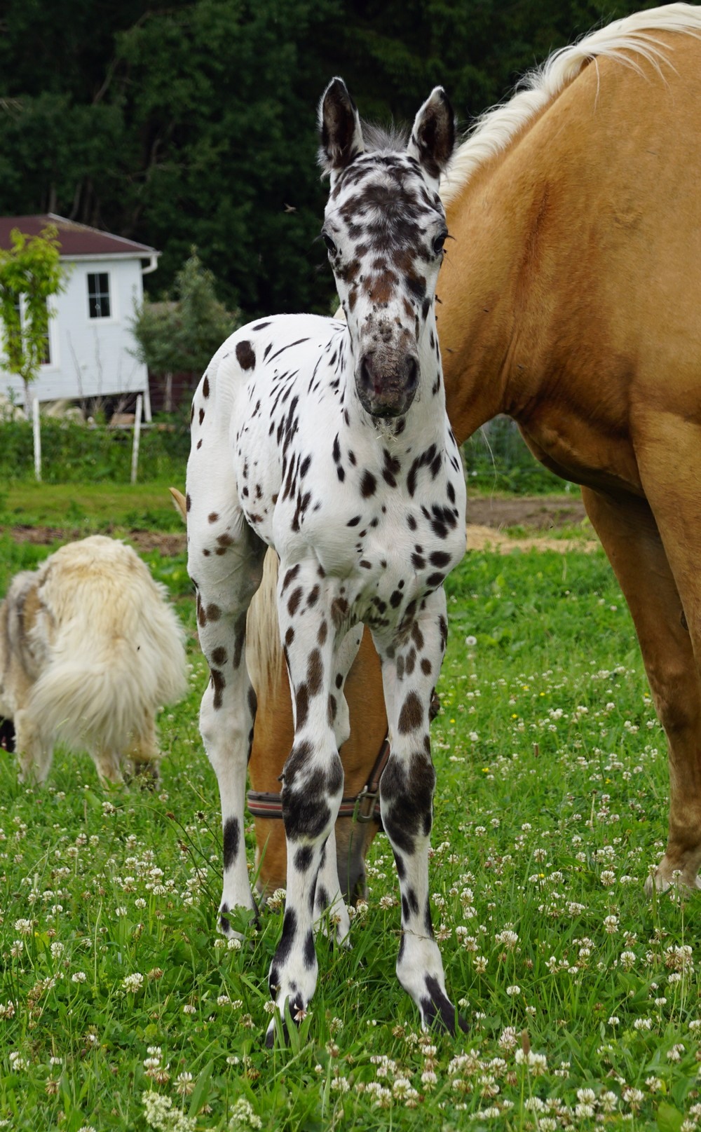 Appaloosa Horse Foal